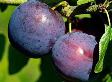 Sfaturi naturiste. Beneficiile consumului de prune