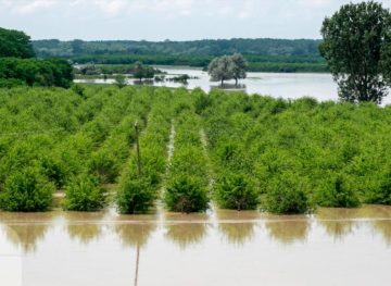 Colac peste pupăză: ploi torențiale, după secetă, în mai multe zone