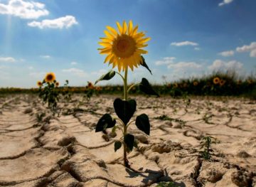 Засуха нанесла ущерб сельскому хозяйству по всей стране