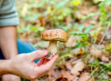 Specialiștii atenționează: numărul intoxicațiilor cu ciuperci, în creștere! Specialiștii atenționează: numărul intoxicațiilor cu ciuperci, în creștere!