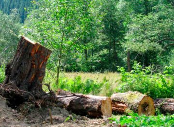 В заповеднике «Plaiul Fagului» вырубили большой участок леса