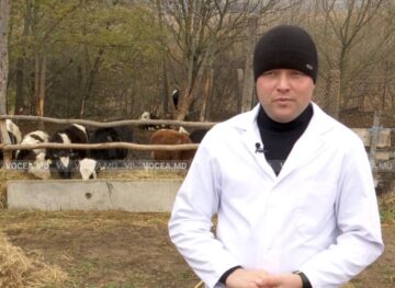 Vasile Ivancov, medicul veterinar care deservește 23 de sate