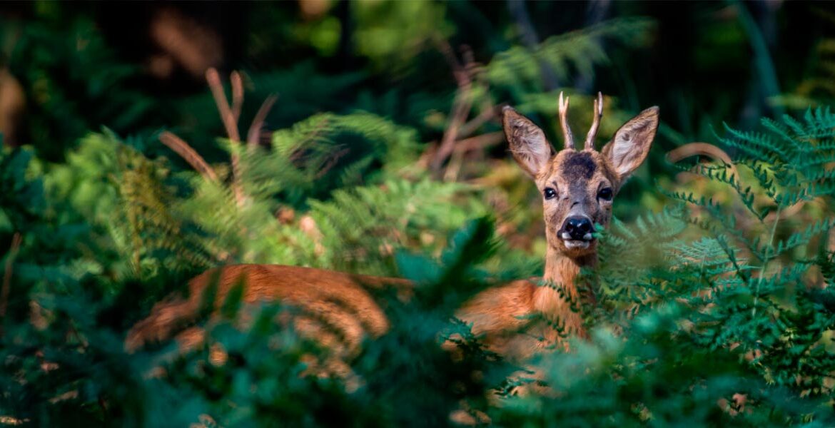 Codrii, ținta intereselor obscure: Silvicultorii se opun distrugerii patrimoniului cinegetic