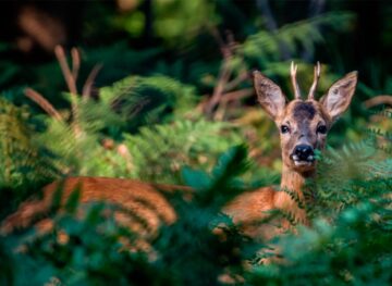 Кодры ‒ мишень темных интересов: лесоводы выступают против уничтожения охотничьего наследия